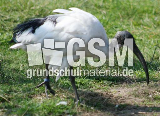 Ibis-14.jpg